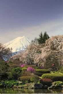 Japan, Yamanashi Prefecture, Mt Fuji View Hotel, Weeping Cherries and Mt Fuji Japan, Yamanashi Prefecture, Mt Fuji View Hotel, Weeping Cherries and Mt Fuji