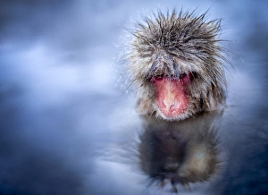 Japanese macaque taking a bath in a hot spring, Yamanouchi, Nagano Prefecture, Japan Japanese macaque taking a bath in a hot spring, Yamanouchi, Nagano Prefecture, Japan