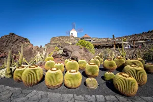 Cesar Manrique's Jardin de Cactus Print, Lanzarote, Spain