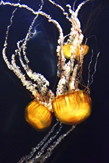 Jellyfish in the Lost Chambers Aquarium of the Atlantis hotel, The Palm Jumeirah, Dubai Jellyfish in the Lost Chambers Aquarium of the Atlantis hotel, The Palm Jumeirah, Dubai