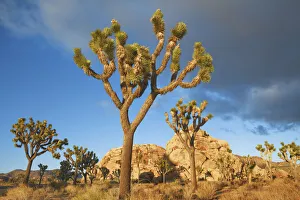 Joshua tree im Joshua Tree National Park - USA, California, San Bernardino Joshua tree im Joshua Tree National Park - USA, California, San Bernardino