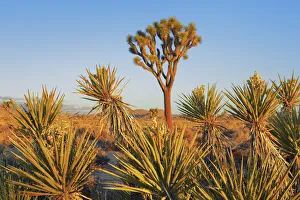 Joshua tree and yuccas im Joshua Tree National Park - USA, California, San Bernardino Joshua tree and yuccas im Joshua Tree National Park - USA, California, San Bernardino