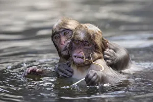 Juvenile snow monkeys or Japanese macaques (Macaca fuscata) playing in water, Jigokudani Juvenile snow monkeys or Japanese macaques (Macaca fuscata) playing in water, Jigokudani