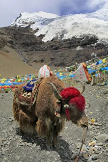 Karola Glacier (5560 m), Shannan Prefecture, Tibet, China Karola Glacier (5560 m), Shannan Prefecture, Tibet, China