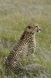 Kenya, Laikipia, Lewa Downs. Male cheetah Kenya, Laikipia, Lewa Downs. Male cheetah