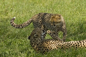 Kenya, Masai Mara. A female cheetah plays with her cub Kenya, Masai Mara. A female cheetah plays with her cub