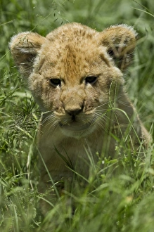 Kenya, Masai Mara. A lion cub in the grass of the savannah Kenya, Masai Mara. A lion cub in the grass of the savannah