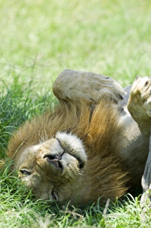 Kenya, Masai Mara. A Male lion rests in the shade at midday Kenya, Masai Mara. A Male lion rests in the shade at midday