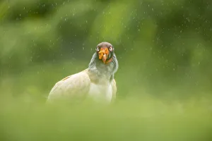 King Vulture (Sarcoramphus papa) in the rain, Lowland rainforest, Boca Tapada,Costa Rica King Vulture (Sarcoramphus papa) in the rain, Lowland rainforest, Boca Tapada,Costa Rica