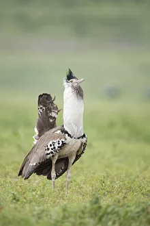 Kori Bustard (Ardeotis kori struthiunculus) Serengeti National Park, Tanzania Kori Bustard (Ardeotis kori struthiunculus) Serengeti National Park, Tanzania