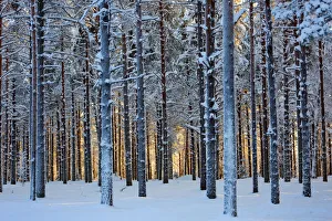 Lapland woods in winter at sunset, Kuusamo, Finland Lapland woods in winter at sunset, Kuusamo, Finland