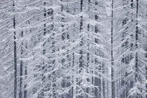Larch Trees covered in Frost, Slovenia Larch Trees covered in Frost, Slovenia