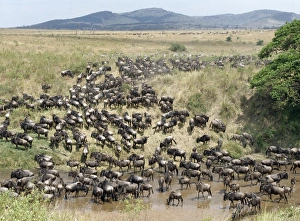 A large herd of Wildebeest and Burchells zebra A large herd of Wildebeest and Burchells zebra