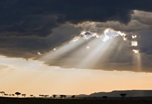 Late afternoon sun breaks through rain clouds in the Masai Mara National Reserve Late afternoon sun breaks through rain clouds in the Masai Mara National Reserve