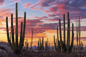 Latin America, Mexico, Baja California, sunrise near Catavinia Latin America, Mexico, Baja California, sunrise near Catavinia