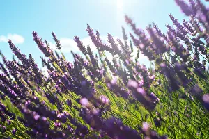 Lavender blossoms in height of bloom in early July, Plateau de Valensole Lavender blossoms in height of bloom in early July, Plateau de Valensole