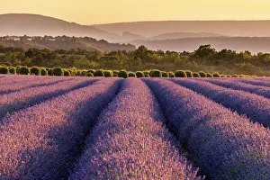 Lavender Fields France Prints: Lavender fields in late evening sunlight