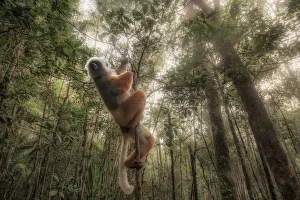 Lemur sifaka diadema (Propithecus diadema) in Andasibe Mantadia National Park, Madagascar Lemur sifaka diadema (Propithecus diadema) in Andasibe Mantadia National Park, Madagascar