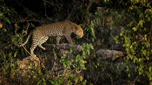 Chobe River Wildlife Prints: Leopard, Chobe River, Botswana