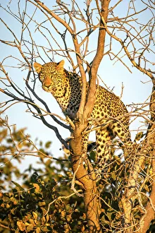Panthera Pardus Images Prints: Leopard cub in tree, Okavango Delta, Botswana