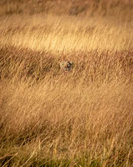 Panthera Pardus Habitat Prints: Leopard in grass, Okavango Delta, Botswana