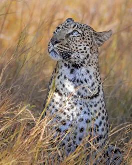 Leopard, Khwai River, Okavango Delta, Botswana Leopard, Khwai River, Okavango Delta, Botswana