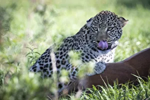 Panthera Pardus Species Prints: Leopard with kill, Moremi Game Reserve, Okavango Delta, Botswana
