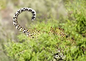 Leopard Namibia Prints: Leopard, Namibia, Africa