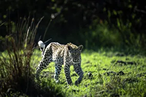 Okavango Delta Leopard Print