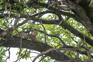 Panthera Pardus Pictures Prints: Leopard resting in a tree, Okavango Delta, Botswana