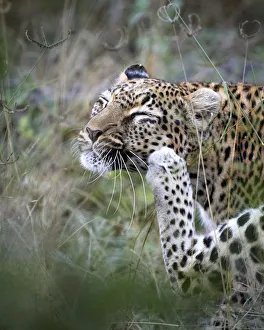 Leopard Portrait Prints: Leopard scratching, Khwai River, Okavango Delta, Botswana