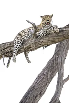 Leopard Print, Okavango Delta Landscape