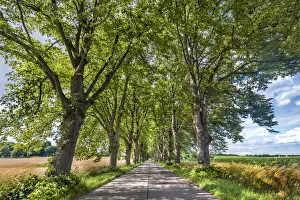 Lime tree avenue, Krummin, Usedom island, Mecklenburg-Western Pomerania, Germany Lime tree avenue, Krummin, Usedom island, Mecklenburg-Western Pomerania, Germany