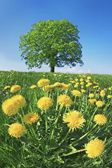 Bavarian Countryside Prints: Lime tree with dandelions - Germany, Bavaria, Upper Bavaria, Miesbach, Holzkirchen