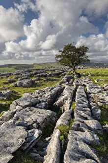 Limestone pavement and lone hawthorn tree at Winskill Stones Limestone pavement and lone hawthorn tree at Winskill Stones