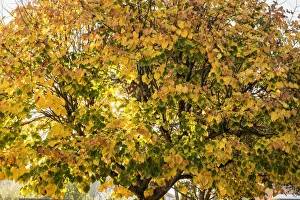 Linden tree in Autumn. Lisbon, Portugal Linden tree in Autumn. Lisbon, Portugal