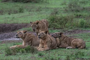 Nakuru Collection: Lion pride in Lake Nakuru National Park, Kenya