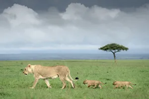 A lioness with two cubs in the Masai Mara National Reserve, Kenya A lioness with two cubs in the Masai Mara National Reserve, Kenya