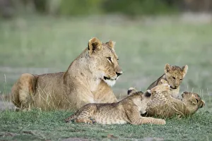 A lioness and cubs playing in Amboseli, Kenya A lioness and cubs playing in Amboseli, Kenya