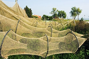 Prints of Lithuania, Curonian Spit, Juordkrante - fishing village - fishing nets drying out in the sun Heritage Site Prints: Curonian Spit Print - Fishing Nets Drying in Juodkrante Village