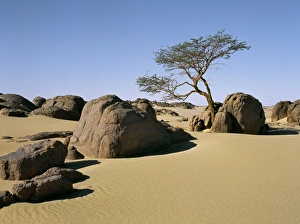 A lone Acacia tree struggles to survive among rocks A lone Acacia tree struggles to survive among rocks
