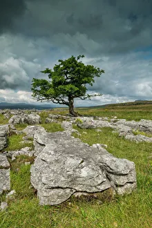 Yorkshire Dales Scenic Views Prints: Lone Tree & Limestone Pavement, Langcliffe, Yorkshire Dales, England