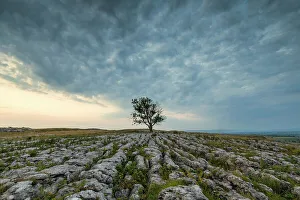 Yorkshire Dales Landscape Photography Prints: Lone Tree on Limestone Pavement, Malham, Yorkshire Dales, England