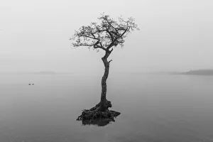 Lone Tree on Loch Lomond, Milarrochy Bay, Stirlingshire, Scotland Lone Tree on Loch Lomond, Milarrochy Bay, Stirlingshire, Scotland