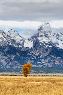Lone tree at Mormon Row, Grand Teton National Park, Wyoming, USA Lone tree at Mormon Row, Grand Teton National Park, Wyoming, USA