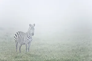 Lone Zebra (Equus quagga) on misty morning, Serengeti National Park, Tanzania Lone Zebra (Equus quagga) on misty morning, Serengeti National Park, Tanzania