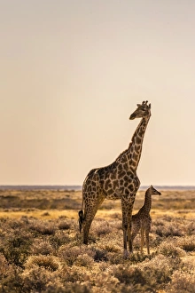 Lonely Giraffe with baby in Etosha, Namibia, Africa Lonely Giraffe with baby in Etosha, Namibia, Africa