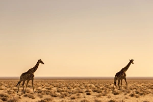 Lonely Giraffes in Etosha, Namibia, Africa Lonely Giraffes in Etosha, Namibia, Africa