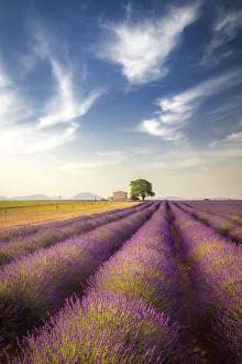 Lonely house surrounded by lavender fields near Valensole, Provence, France Lonely house surrounded by lavender fields near Valensole, Provence, France
