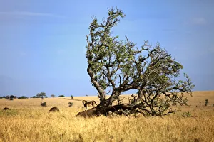 Lonely tree in savanna and lion, Kidepo national park, Uganda, East Africa Lonely tree in savanna and lion, Kidepo national park, Uganda, East Africa